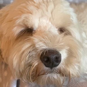 Meet your Posher, Ben